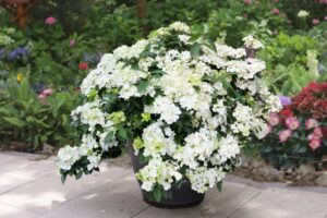 Fairytrail White
