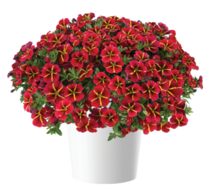 Colibri Exotic Red Bling