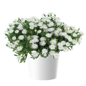 Delightful White