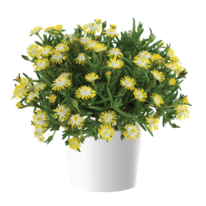 Delightful Yellow