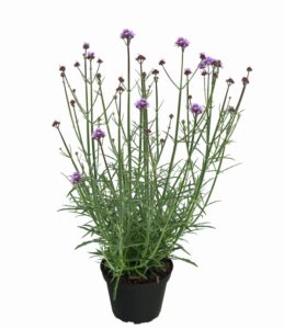 Bonariensis Little Cloud