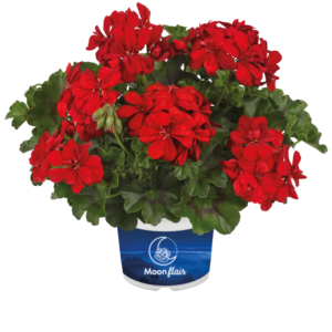 SUNFLORIX Red Impr