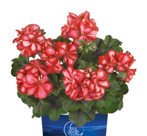 SUNFLORIX Lollipop Red