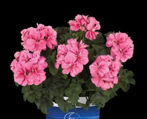 SUNFLORIX Light Pink