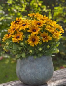 Sunbeckia Carolina