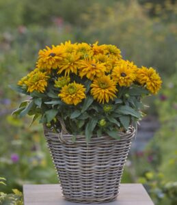 Sunbeckia Lucia