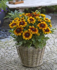 Sunbeckia Luna