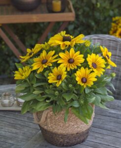 Sunbeckia Maya