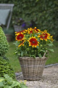 Sunbeckia Mia