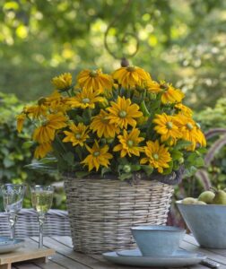Sunbeckia Ophelia