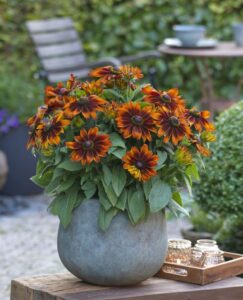 Sunbeckia Sarah
