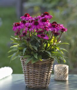 SunMagic Vintage Hot Pink