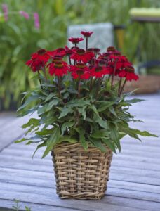 SunMagic Vintage Hot Red