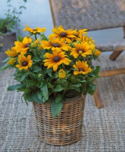 Sunbeckia Marilyn