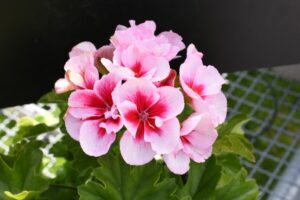Champion Lumina Rose
