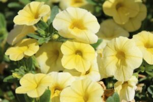 Colibri Lemon