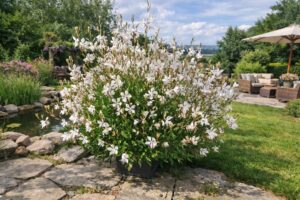 Flamingo Garden Pearl