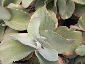 Thyrsiflora 28
