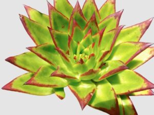 agavoides Ebony 28