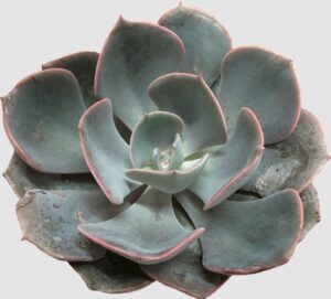 Dusty Rose 28