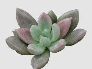 Pink Donna 28