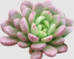 Pink Ruby 28