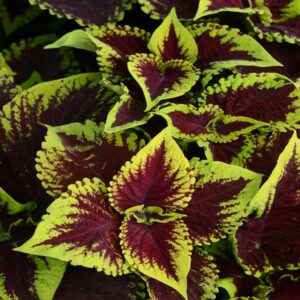 Kong  SCARLET 178 szt