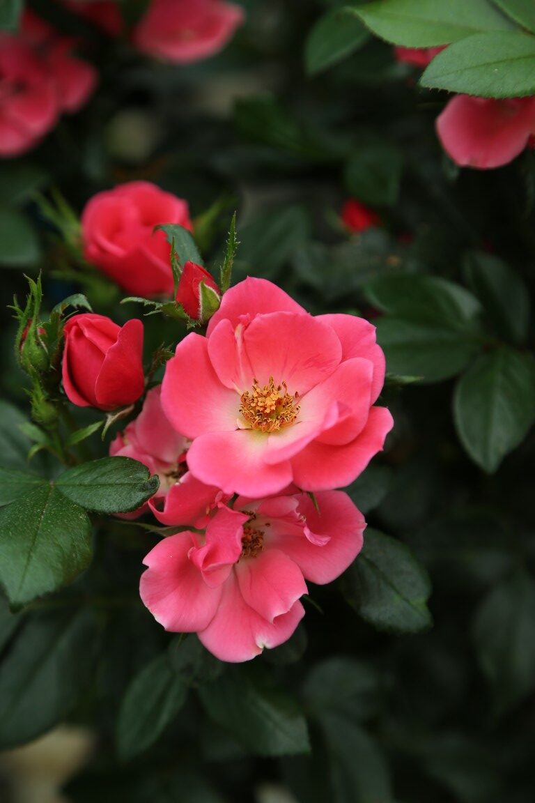 Zepetti Pink Glow