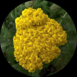 Desert EVE Yellow