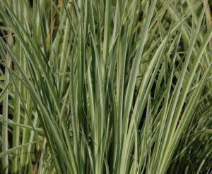 Argenteovariegatus