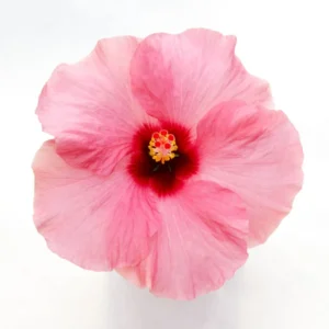 Pink don 12 cm