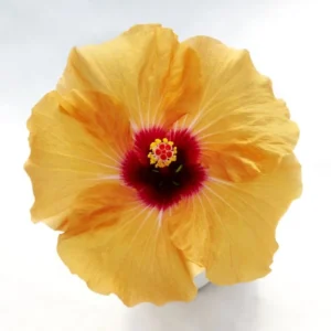 Apricot