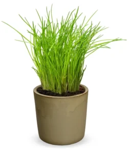 Schoenoprasum Prado