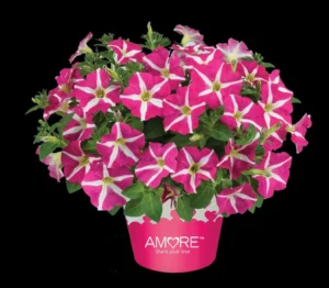 Amore Pink Hearts