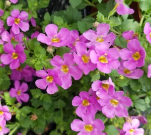 Everest Pink