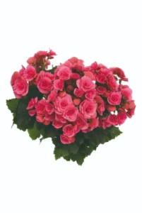 BERSEBA PINK