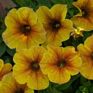 Caramel Yellow