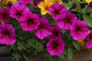 Purple Dawn