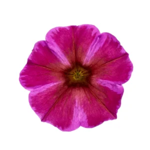 Rose Star