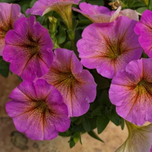 Sunray Pink
