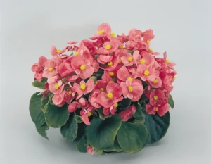 Super Olympia Pink 260 szt