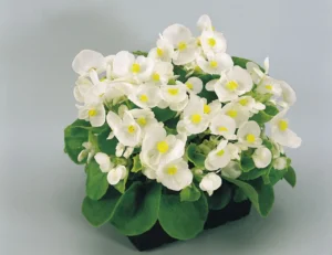 Super Olympia White 260 szt