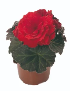Scarlet 84 szt