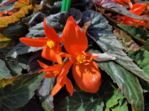 Ebony & Orange