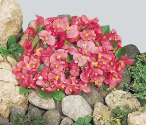 Super Olympia Rose 260 szt