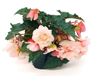 Appleblossom