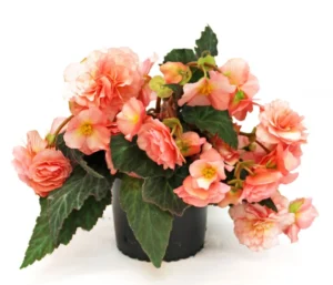 English Rose