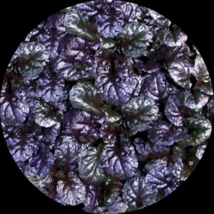 Black Scallop