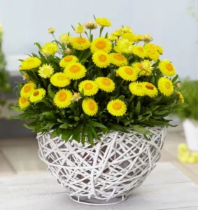 Granvia Gold Yellow