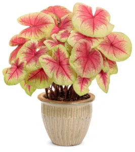 Lemon Blush 12 cm
